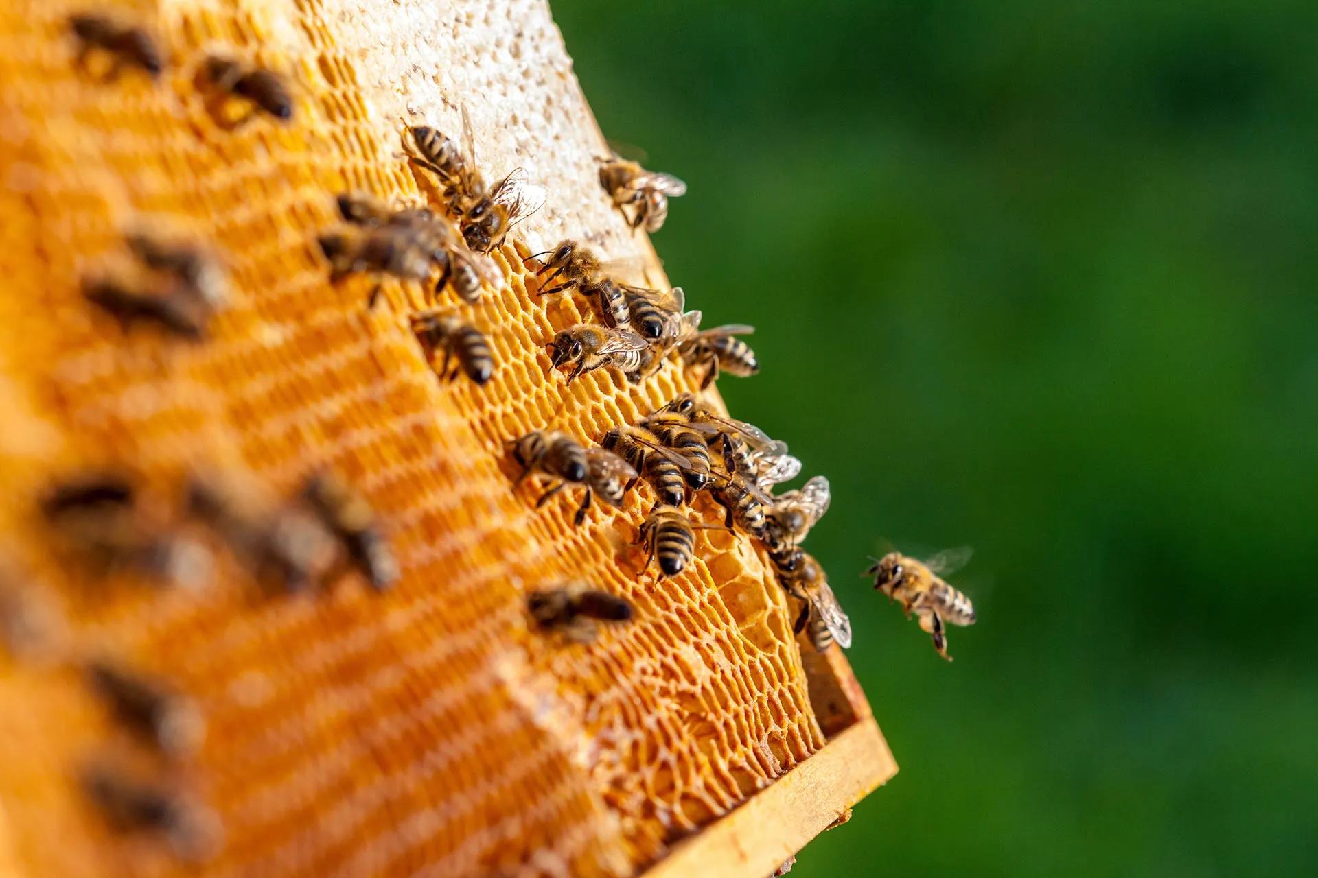 Honeycomb